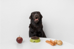 Understanding Dog Nutrition: How Treats Can Complement a Balanced Diet