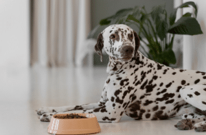 Understanding Dog Nutrition: How Treats Can Complement a Balanced Diet